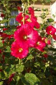 Have Blomster Stokrose, Alcea rosea foto, egenskaber rød