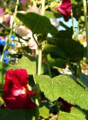 Have Blomster Stokrose, Alcea rosea foto, egenskaber bordeaux
