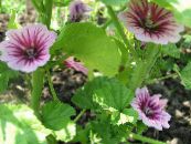 Gartenblumen Malve, Stockrose Französisch, Malva sylvestris foto, Merkmale rosa