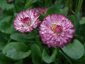 Bellis Gänseblümchen, Englisch Gänseblümchen, Rasen Gänseblümchen, Bruisewort