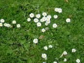 Hage Blomster Bellis Daisy, Engelsk Daisy, Plen Tusenfryd, Bruisewort, Bellis perennis bilde, kjennetegn hvit