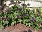 les fleurs du jardin Pulmonaire, Pulmonaria photo, les caractéristiques lilas