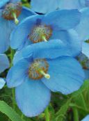 Zahradní květiny Himálajský Modrý Mák, Meconopsis fotografie, charakteristiky světle modrá