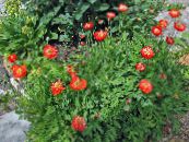Bahçe çiçekleri Himalaya Mavi Haşhaş, Meconopsis fotoğraf, özellikleri kırmızı
