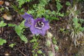Himalaju Zila Magones (Meconopsis) purpurs, raksturlielumi, foto