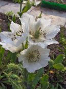 Dārza Ziedi Himalaju Zila Magones, Meconopsis foto, raksturlielumi balts