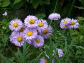 les fleurs du jardin Daisy Bord De Mer, Plage Aster, Flebane, Erigeron glaucus photo, les caractéristiques lilas