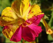 Градински цветове Четири Часа, Чудо На Перу, Mirabilis jalapa снимка, характеристики виолетов