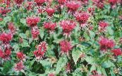 Bee Balsam, Vill Bergamott (Monarda) rød, kjennetegn, bilde