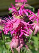 Λουλούδια κήπου Μέλισσα Βάλσαμο, Άγριο Περγαμόντο, Monarda φωτογραφία, χαρακτηριστικά ροζ