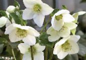 Садові Квіти Морозник (Геллеборус), Helleborus фото, характеристика білий