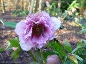 les fleurs du jardin Rose De Noël, Rose De Carême, Helleborus photo, les caractéristiques lilas