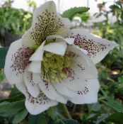 les fleurs du jardin Rose De Noël, Rose De Carême, Helleborus photo, les caractéristiques blanc