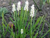 ბაღის ყვავილები ყურძნის სუმბული, Muscari ფოტო, მახასიათებლები თეთრი