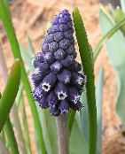 Vínber Hyacinth (Muscari) svartur, einkenni, mynd