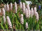 Garður blóm Vínber Hyacinth, Muscari mynd, einkenni bleikur