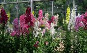 Dārza Ziedi Uzpirkstīte, Digitalis foto, raksturlielumi burgundietis