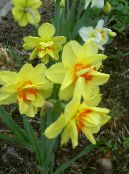 Garður blóm Daffodil, Narcissus mynd, einkenni gulur