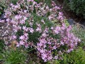Λουλούδια κήπου Acantholimon, Φραγκοσυκιές Λιτότητα φωτογραφία, χαρακτηριστικά ροζ