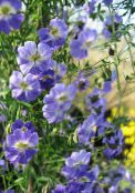 Trädgårdsblommor Krasse, Tropaeolum foto, egenskaper ljusblå