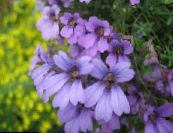 Trädgårdsblommor Krasse, Tropaeolum foto, egenskaper lila
