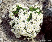 Zahradní květiny Nezapomeň Na Mě, Myosotis fotografie, charakteristiky bílá