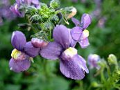 les fleurs du jardin Bijoux Cape, Nemesia photo, les caractéristiques pourpre