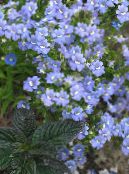 Flores do Jardim Jóias Cape, Nemesia foto, características luz azul
