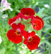 les fleurs du jardin Bijoux Cape, Nemesia photo, les caractéristiques rouge