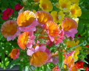 Dārza Ziedi Cape Dārgakmeņiem, Nemesia foto, raksturlielumi oranžs