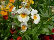 les fleurs du jardin Bijoux Cape, Nemesia photo, les caractéristiques blanc
