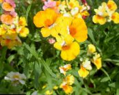 les fleurs du jardin Bijoux Cape, Nemesia photo, les caractéristiques jaune