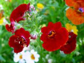 Dārza Ziedi Cape Dārgakmeņiem, Nemesia foto, raksturlielumi burgundietis