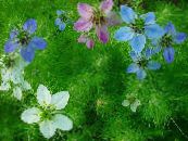Gartenblumen Liebe-In-Ein-Nebel, Nigella damascena foto, Merkmale hellblau