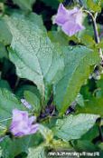Aed Lilled Shoofly Taim, Apple Peruu, Nicandra physaloides foto, omadused lilla