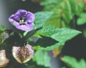 Shoofly Rastlina, Jabolko Peru (Nicandra physaloides) vijolična, značilnosti, fotografija