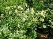 Dārza Ziedi Columbine Flabellata, Eiropas Ozoliņi, Aquilegia foto, raksturlielumi dzeltens