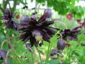 Dārza Ziedi Columbine Flabellata, Eiropas Ozoliņi, Aquilegia foto, raksturlielumi melns