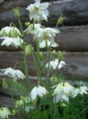 Trädgårdsblommor Columbine Flabellata, Europeiska Akleja, Aquilegia foto, egenskaper vit