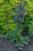 Aed Lilled Kurekell Flabellata, Euroopa Kurekell, Aquilegia foto, omadused sinine