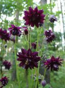 Dārza Ziedi Columbine Flabellata, Eiropas Ozoliņi, Aquilegia foto, raksturlielumi burgundietis