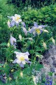 Ogrodowe Kwiaty Orlik, Aquilegia zdjęcie, charakterystyka jasnoniebieski