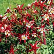 Trädgårdsblommor Columbine Flabellata, Europeiska Akleja, Aquilegia foto, egenskaper röd