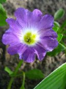 Flores de jardín Nolana foto, características lila
