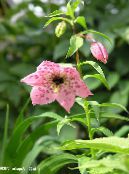 Садовые цветы Номохарис, Nomocharis фото, характеристика розовый