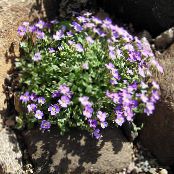 园林花卉 Aubrieta，岩水芹 照片, 特点 紫丁香