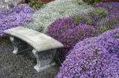 园林花卉 Aubrieta，岩水芹 照片, 特点 紫丁香