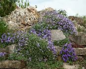 Ogrodowe Kwiaty Aubrieta (Aubretsiya) zdjęcie, charakterystyka jasnoniebieski