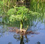 Vrtno Cvetje Voda Zelena, Voda Peteršilj, Voda Dropwort, Oenanthe fotografija, značilnosti bela