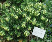 庭の花 ゴールデンドロップ, Onosma フォト, 特性 黄